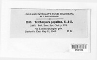 Strickeria populina image